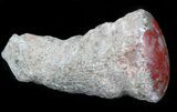 Pennsylvanian Aged Red Agatized Horn Coral - Utah #46726-1